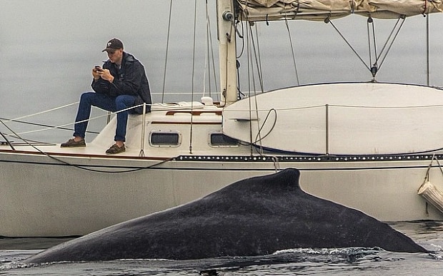 Man Misses Hump-Back Whale Sighting because he was Glued to his Cell phone